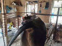 گاو نر, گاو — عکس 2