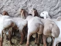 قوچ, Arashan sheep — عکس 3