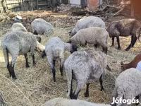 Ido (xirmo, jins lama sheegin), Cameroon sheep — sawirka 1