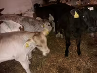گاو نر, Simmental cattle — عکس 2