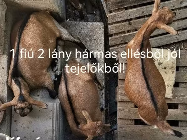 Ged, Geder