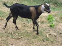 بز نر, Nubian Goat — عکس 1