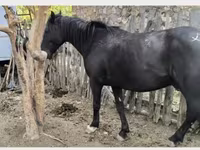 Hengst, Kyrgyz Horse — Foto 2