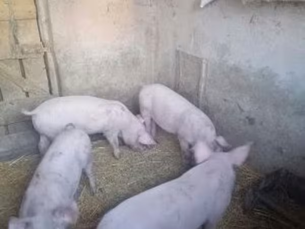 Domuzlar (parti, cinsiyet belirtilmedi), Domuzlar