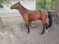 Адуу, Karachay horse — 1 зураг