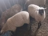 Biri-biri betina, Sheep — foto 4