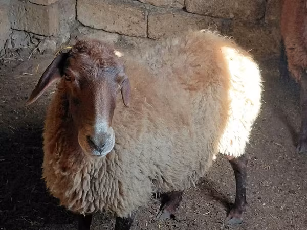 Kambing jantan, Sheep