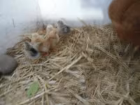 Chickens — புகைப்படம் 3