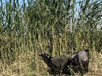 Koza, Czech Brown Shorthaired goats — foto 4