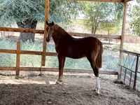 ፈረስ, Horses — ፎቶ 2
