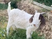 Nőstény kecske, Boer goat — 3. fotó
