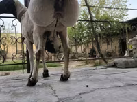 Beran, Blackheaded Persian sheep — foto 5