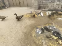 مسكوفي منزلي — الصورة 3