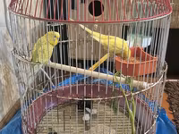 Dalmatin papuqayları cütü və qəfəs dəsti - İki ədəd — รูปภาพ 1