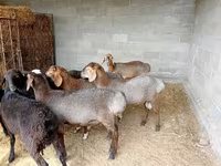 Beran, Rhon sheep — foto 1