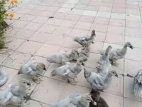 Ducks — foto 1