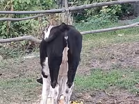 گاو نر, Russian Black pied cattle — عکس 2