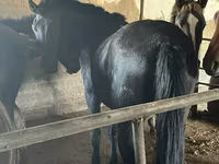 Kuda jantan, Kazakh horse — foto 3