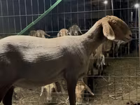 میش, Arashan sheep — عکس 3