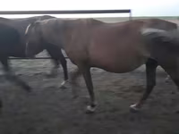 Kobyła, Horse breed — zdjęcie 7