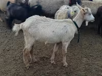 Capră, Alpine goat — foto 1