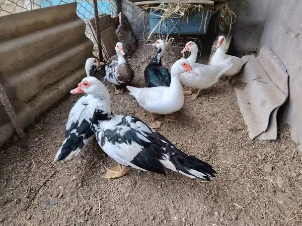 Ducks