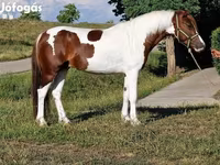 公马, Horses — 照片 5