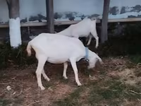 بز ماده, Saanen goat — عکس 5