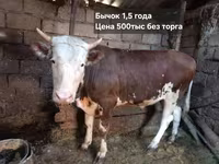 Dibi, Cattle — sawirka 1