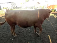 Αγελάδα, Simmental cattle — φωτογραφία 6