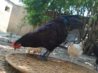Australorp — foto 1