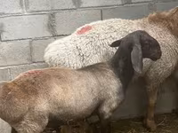 Widder, Arashan sheep — Foto 3