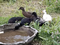 Ducks — sawirka 8