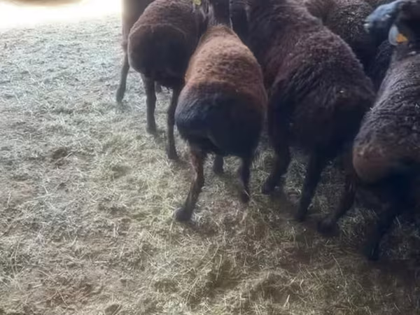 قوچ, گوسفند