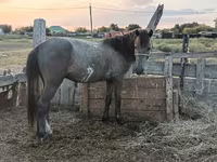 Kůň, Kazakh horse — foto 3
