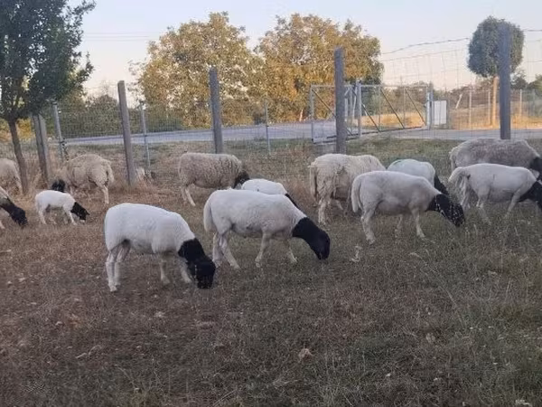 Oaie, Dorper sheep