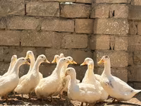 Německý pekin — foto 3