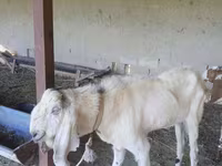Caprone, Beetal goats — foto 5