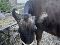 গাভী, গরু — ছবি 3