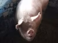 หมูป่าตัวผู้, หมู — รูปภาพ 7