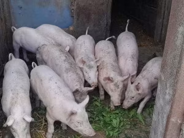 Prasnice, Крупная белая