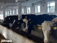 Krava, Russian Black pied cattle — foto 1
