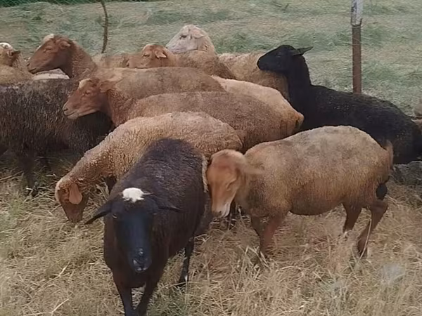 Pecora, Pecore