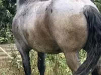 ሴት ፈረስ, Hungarian horse breed — ፎቶ 4