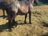 Cheval, Chevaux — photo 4