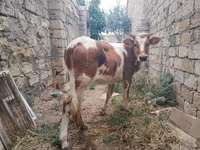 Bò cái, Simmental cattle — ảnh 1