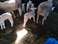 Biri-biri betina, Sheep — foto 2