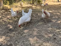 Leghorn — акс 3