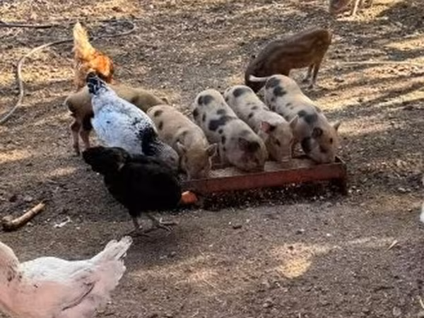 Babi hutan, Мини-пиг