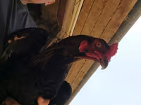 Australorp — foto 4
